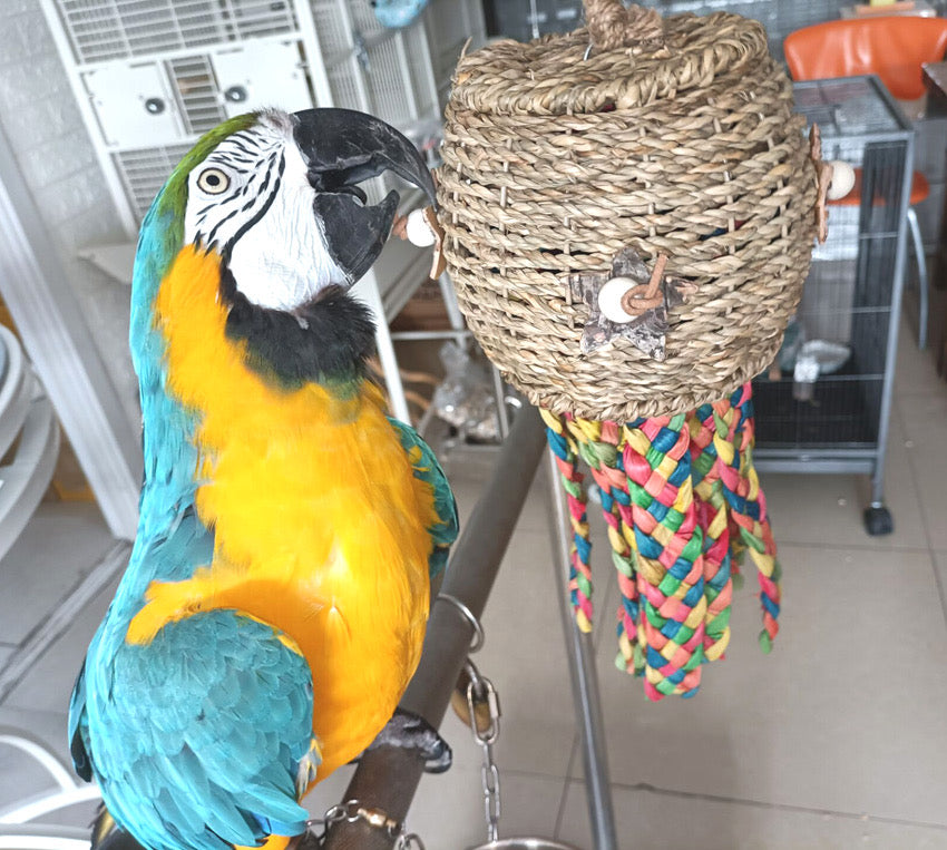 35x13cm Natural Style Lantern Jellyfish Bite Hanging Natural Parrot Bi