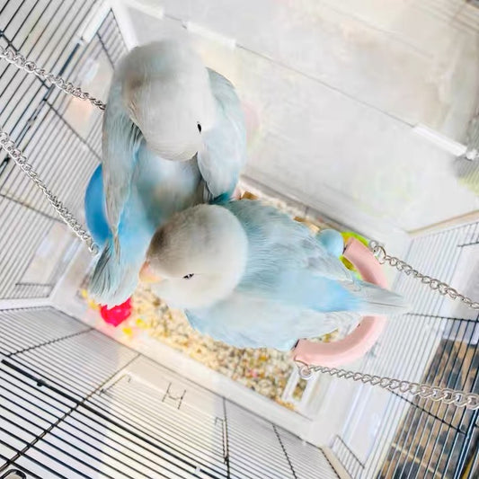 Pastel & Raimbow Swings Drawbridge Parrot Birdie Toy for Small Medium Size Parrot Cages Accessories