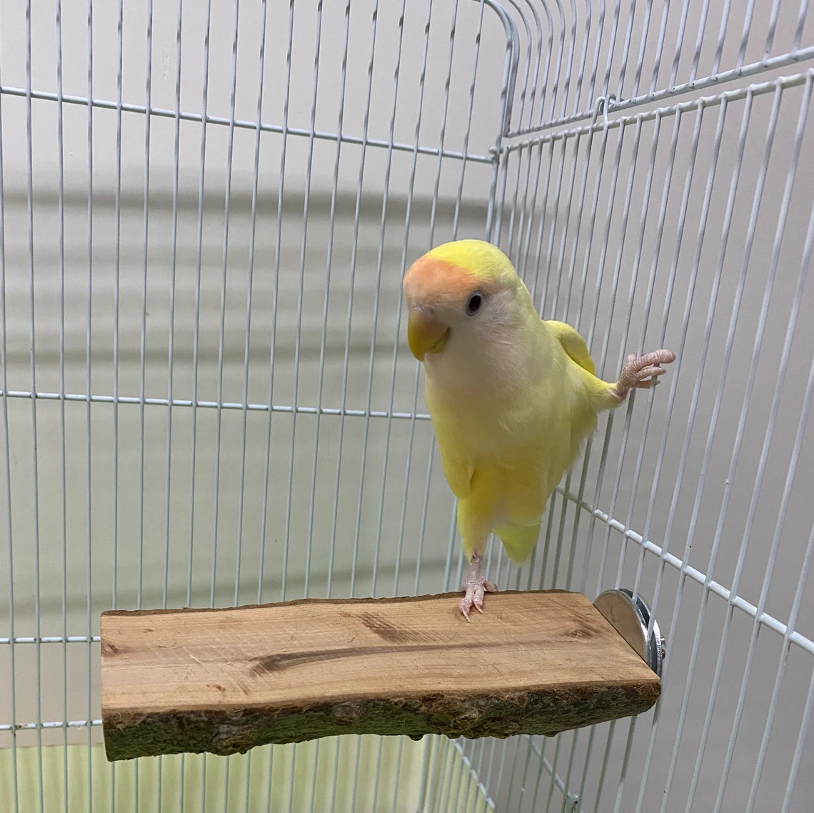 15x5cm Forest Style Long Platform Natural Apple Tree Branch Parrot Birdie Toy for Small Medium Parrot