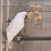 15x30cm 200g ナチュラルスタイル 木製 ベル付き 噛みつき ハンギング 天然 オウム用 おもちゃ 中型大型オウムケージ用 アクセサリー