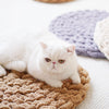 手編みニットの柔らかいクッションマット｜猫用ベッド｜猫用プレイグラウンド｜子犬用ベッド｜ペット用家具｜うさぎ用マット