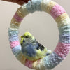 +ハンドメイド+17.5cm パステルコットンキャンディヤーン 編みリングスイング オウム インコ用おもちゃ