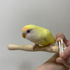 Japan Sanko Room Athletic Window Perch for Small Medium Bird and Parrot Lovebird Budgie Pacific Parrotlet Finches